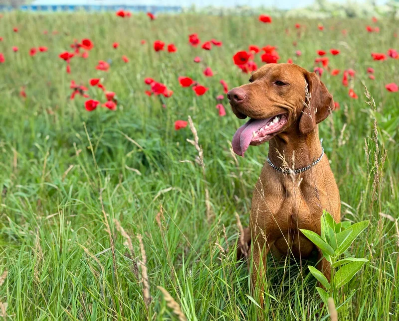 Vizsla